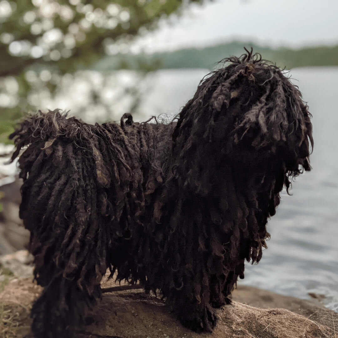 Sebesta Apothecary Zero Waste Dog Shampoo Dog