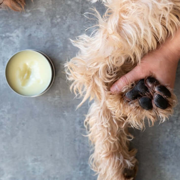 Sebesta Apothecary Pawtector Paw Healing Balm All Natural Zero Waste In Use Large Dog Foot